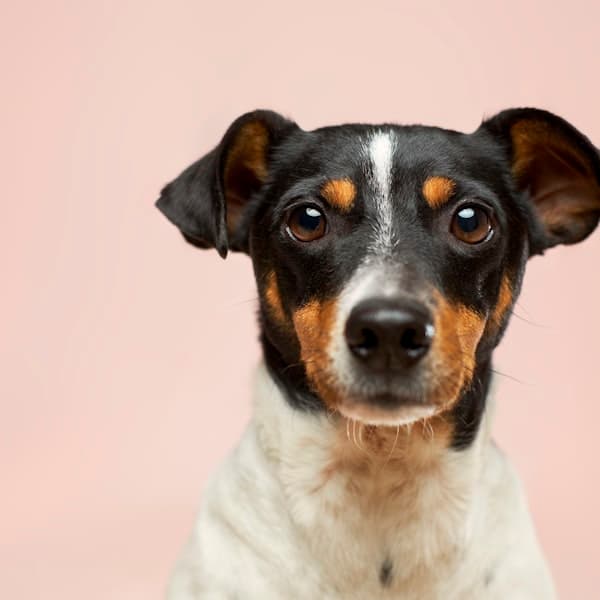 Jack Russell terrier looking at camera