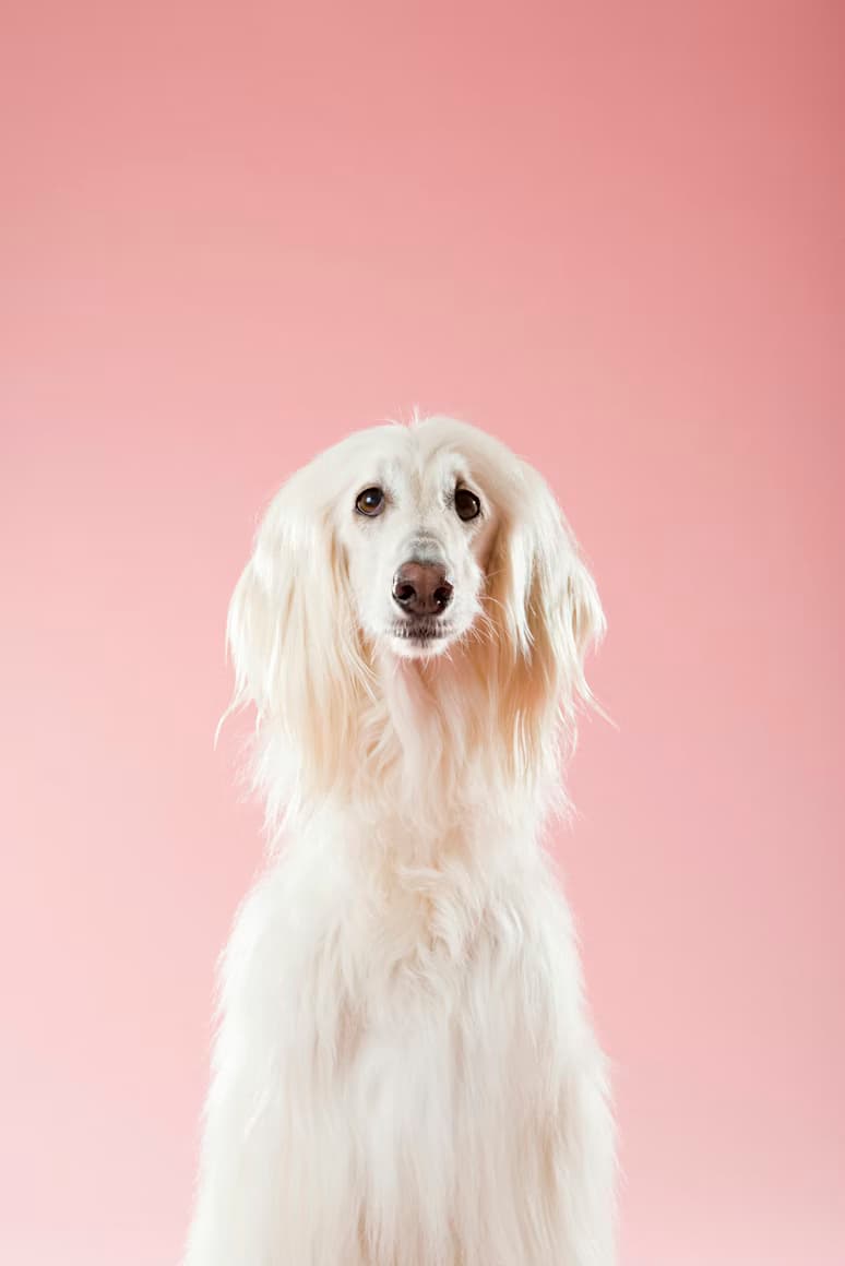 Afghan Hound looking at the camera
